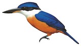 Vanuatu Kingfisher Illustration