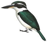 Sombre Kingfisher Illustration