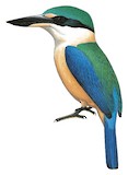 Melanesian Kingfisher Illustration