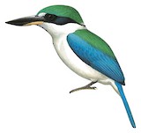 Collared Kingfisher Illustration