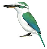 Mariana Kingfisher Illustration