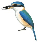 Pacific Kingfisher Illustration