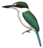 Torresian Kingfisher Illustration