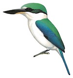 Talaud Kingfisher Illustration