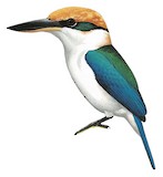 Rusty-capped Kingfisher Illustration