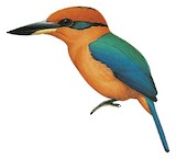 Guam Kingfisher Illustration