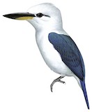 Beach Kingfisher Illustration