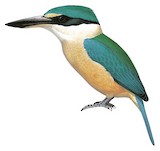 Sacred Kingfisher Illustration