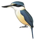 Flat-billed Kingfisher Illustration