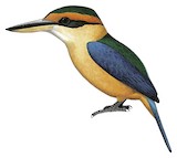 Cinnamon-banded Kingfisher Illustration