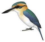 Mewing Kingfisher Illustration