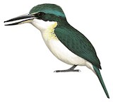 Society Kingfisher Illustration