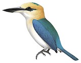 Mangareva Kingfisher Illustration