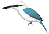 Marquesan Kingfisher Illustration