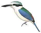 Red-backed Kingfisher Illustration