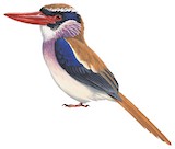 Sangihe Lilac Kingfisher Illustration