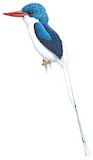 Biak Paradise Kingfisher Illustration