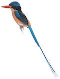 Red-breasted Paradise Kingfisher Illustration