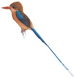 Brown-headed Paradise Kingfisher Illustration