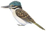 Hook-billed Kingfisher Illustration