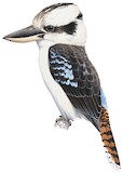 Laughing Kookaburra Illustration