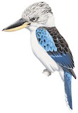 Blue-winged Kookaburra Illustration