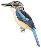 Spangled Kookaburra Illustration