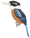 Rufous-bellied Kookaburra Illustration