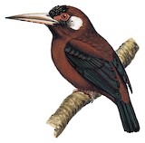 White-eared Jacamar Illustration