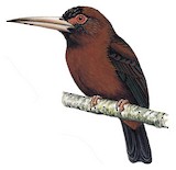 Purus Jacamar Illustration