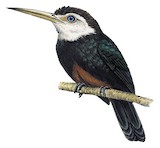 White-throated Jacamar Illustration