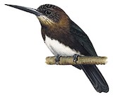 Brown Jacamar Illustration