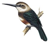 Pale-headed Jacamar Illustration