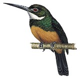 Dusky-backed Jacamar Illustration