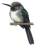 Three-toed Jacamar Illustration