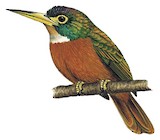 Yellow-billed Jacamar Illustration