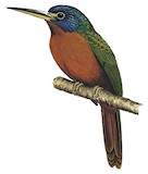 Blue-necked Jacamar Illustration