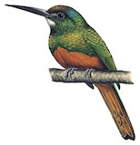 White-chinned Jacamar Illustration