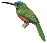 Bluish-fronted Jacamar Illustration