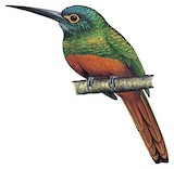 Coppery-chested Jacamar Illustration