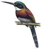 Purplish Jacamar Illustration