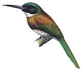 Bronzy Jacamar Illustration