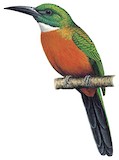 Great Jacamar Illustration