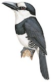 White-necked Puffbird Illustration