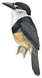 Buff-bellied Puffbird Illustration