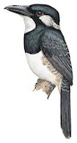 Black-breasted Puffbird Illustration