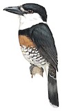 Brown-banded Puffbird Illustration