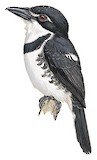 Pied Puffbird Illustration