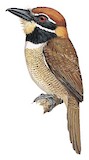 Chestnut-capped Puffbird Illustration