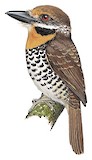 Spotted Puffbird Illustration